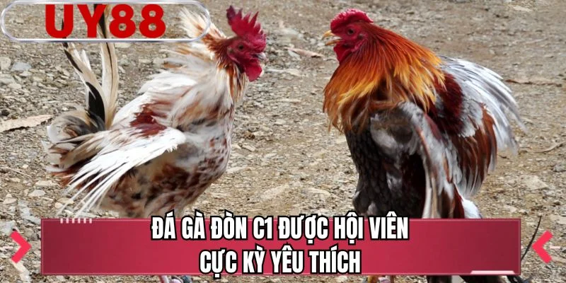 Đá gà đòn C1 được hội viên cực kỳ yêu thích