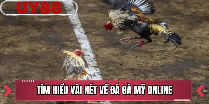 Tìm hiểu vài nét về đá gà mỹ online
